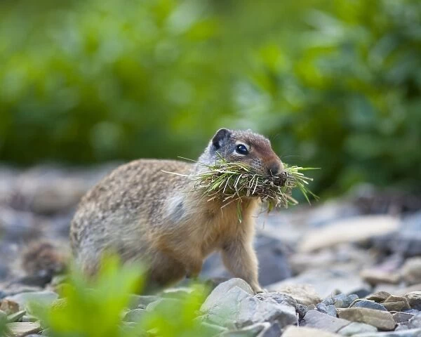 Columbian Ground Squirrel with a mouthful of grasses tot ake back to hole for storage