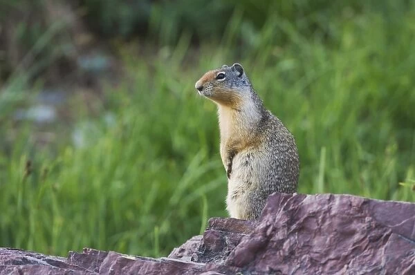 Columbian Ground Squirrel, Spermophilus columbianus, Glacier National Park, Montana