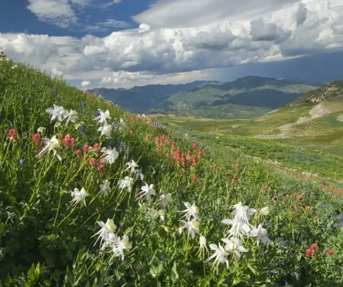 Framed Print : Columbine, (Aquilegia sp), Indian Paintbrush, (Castilleja sp. ), Lupine and Cumulus clouds Framed Print : Columbine, (Aquilegia sp), Indian Paintbrush, (Castilleja sp. ), Lupine and Cumulus clouds