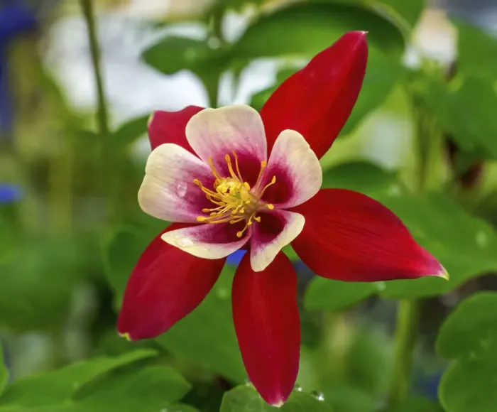 Framed Print : Columbine blooming. Native to North America Framed Print : Columbine blooming. Native to North America