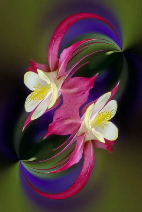 Framed Print : Columbine flower, Colorado Framed Print : Columbine flower, Colorado