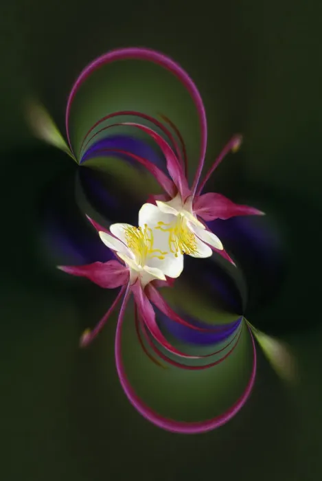 Framed Print : Columbine flower, Colorado Framed Print : Columbine flower, Colorado