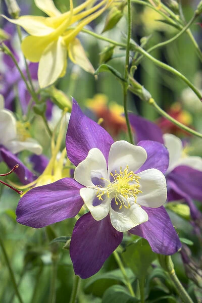 Columbine flowers, USA