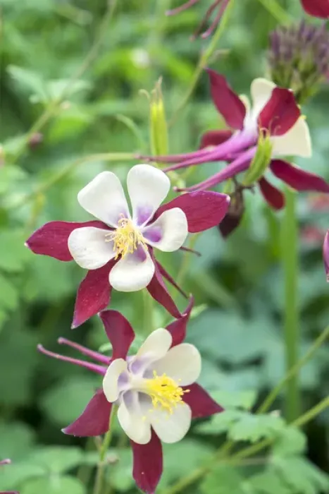 Framed Print : Columbine flowers, USA Framed Print : Columbine flowers, USA