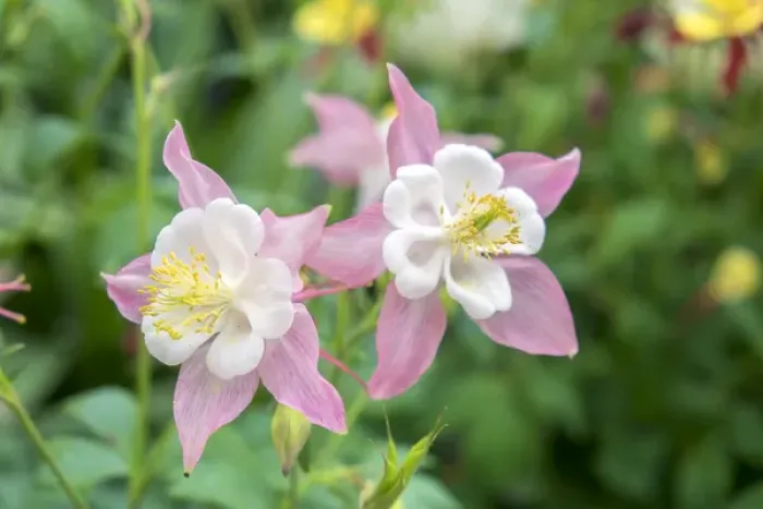 Framed Print : Columbine flowers, USA