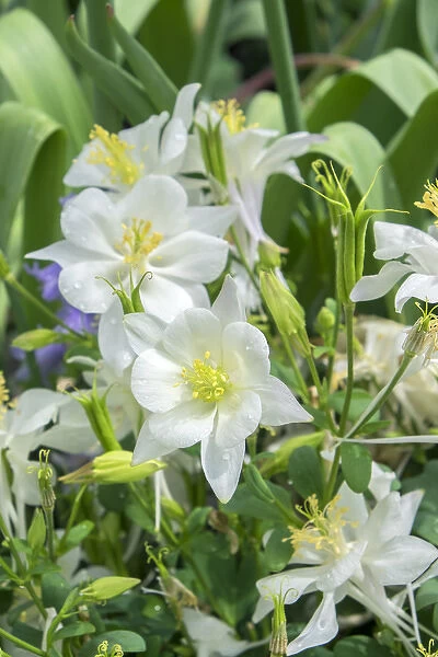 Columbine flowers, USA