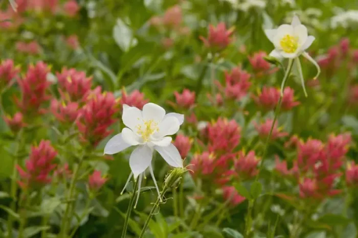 Framed Print : Columbine and Indian Paintbrush, Albion Basin, near Alta, Utah, Uinta-Wasatch-Cache Framed Print : Columbine and Indian Paintbrush, Albion Basin, near Alta, Utah, Uinta-Wasatch-Cache