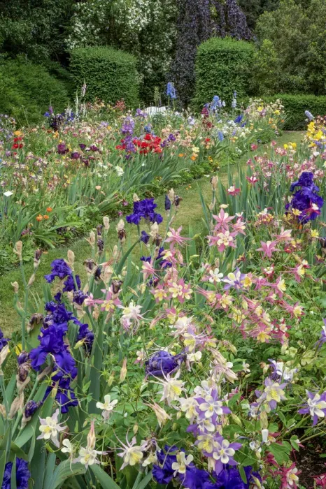 Framed Print : Columbine and Iris garden, Schreiner Iris Gardens, Salem, Oregon Framed Print : Columbine and Iris garden, Schreiner Iris Gardens, Salem, Oregon