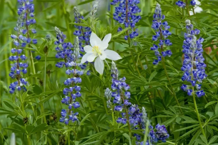 Framed Print : Columbine and Lupine, Albion Basin, Alta, Utah, Uinta Wasatch Cache National Forest Framed Print : Columbine and Lupine, Albion Basin, Alta, Utah, Uinta Wasatch Cache National Forest