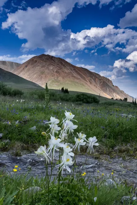 Framed Print : Columbine and small creek, Absaroka Mountains near Cody and Meeteetse, Wyoming, USA Framed Print : Columbine and small creek, Absaroka Mountains near Cody and Meeteetse, Wyoming, USA