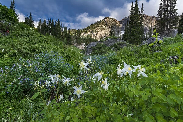 Columbine wildflowers and bluebells in Albion Basin, Alta Ski Resort