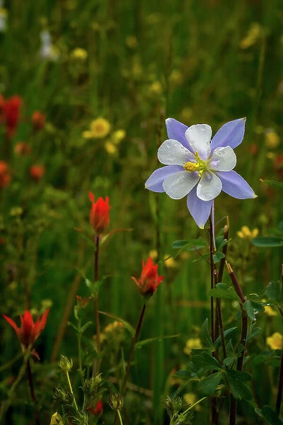Columbine and other wildflowers in Fish Lake National Forest