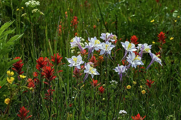 Columbine and other wildflowers in Fish Lake National Forest
