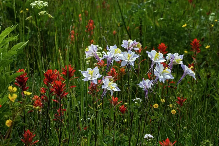Framed Print : Columbine and other wildflowers in Fish Lake National Forest Framed Print : Columbine and other wildflowers in Fish Lake National Forest
