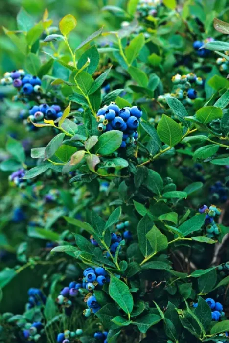 Framed Print : Commercial blueberry crop in the Skagit Valley, Washington Framed Print : Commercial blueberry crop in the Skagit Valley, Washington