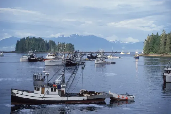 Framed Print : commercial sien fishing vessels returning to off load chum or dog salmon, Oncorhynchus keta Framed Print : commercial sien fishing vessels returning to off load chum or dog salmon, Oncorhynchus keta