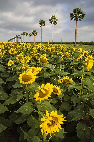 Commercial Sunflowers bordered by palm trees