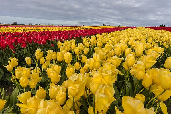 Commercial tulip field in bloom in spring in the Skagit Valley, Washington, USA