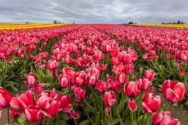 Commercial tulip field in bloom in spring in the Skagit Valley, Washington, USA