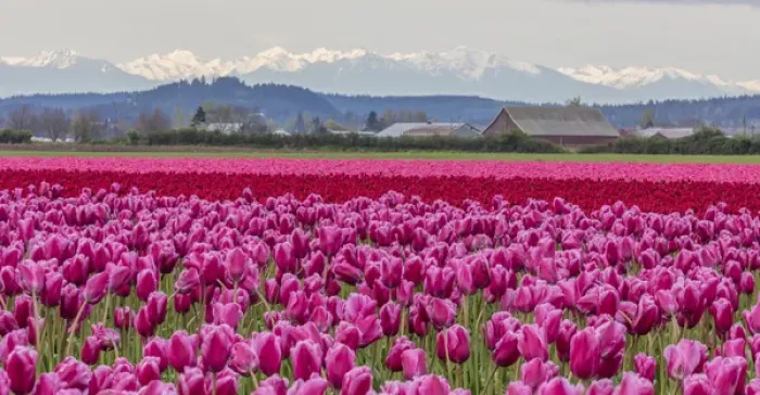 Framed Print : Commercial tulip field in bloom in spring in the Skagit Valley, Washington, USA