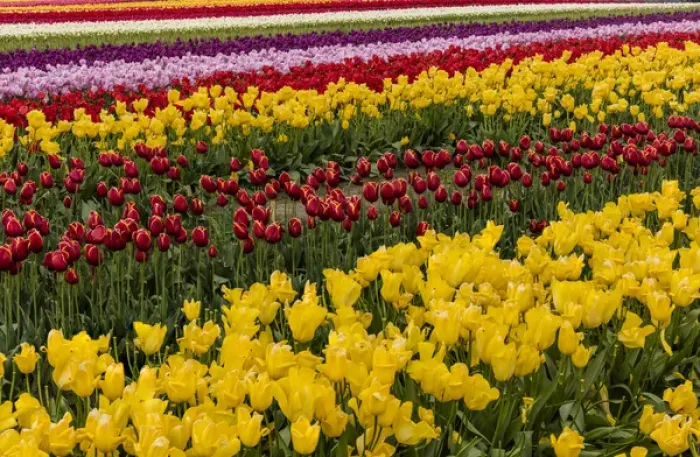 Framed Print : Commercial tulip field in bloom in spring in the Skagit Valley, Washington, USA Framed Print : Commercial tulip field in bloom in spring in the Skagit Valley, Washington, USA