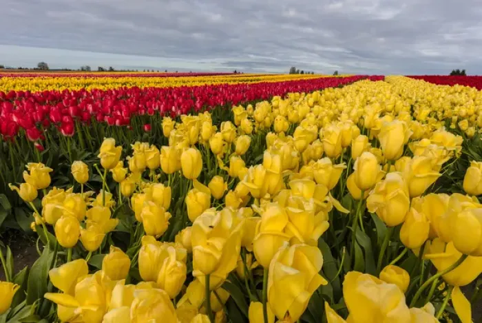 Framed Print : Commercial tulip field in bloom in spring in the Skagit Valley, Washington, USA