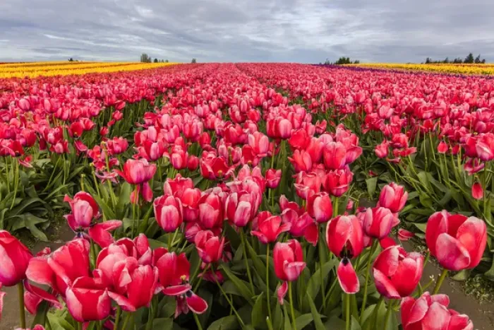 Framed Print : Commercial tulip field in bloom in spring in the Skagit Valley, Washington, USA Framed Print : Commercial tulip field in bloom in spring in the Skagit Valley, Washington, USA