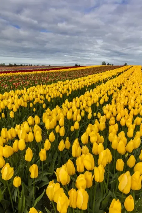 Framed Print : Commercial tulip field in bloom in spring in the Skagit Valley, Washington, USA Framed Print : Commercial tulip field in bloom in spring in the Skagit Valley, Washington, USA