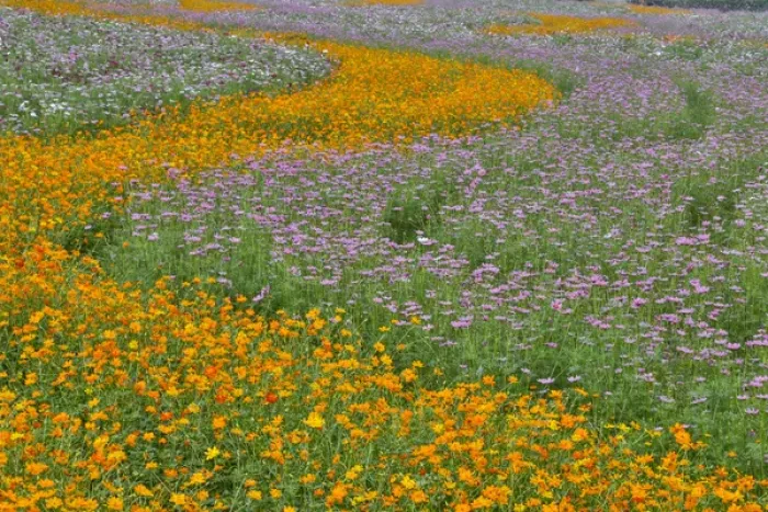 Framed Print : Commercially growing Cosmos Flowers in beautiful patterned rows Framed Print : Commercially growing Cosmos Flowers in beautiful patterned rows
