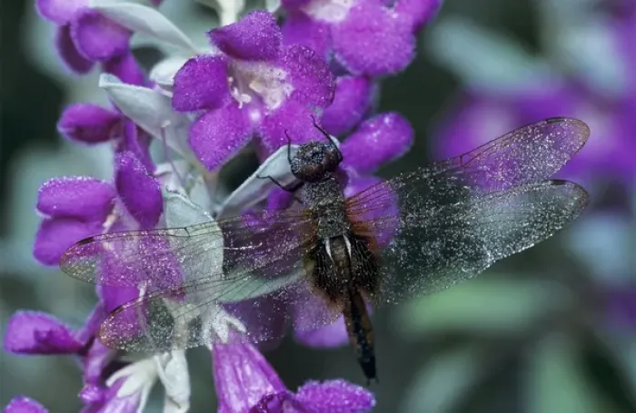 Framed Print : Common Baskettail, Epitheca cynosura, adult in dew on Texas Sage (Leucophyllum frutescens)