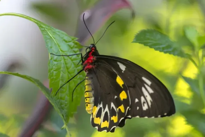Framed Print : Common Birdwing (Troides helena) butterfly at the Butterfly and Nature Conservatory Framed Print : Common Birdwing (Troides helena) butterfly at the Butterfly and Nature Conservatory