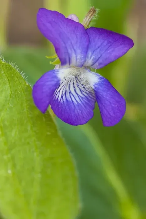 Framed Print : Common blue violet, Viola papilionacea, in a Durham, New Hampshire forest