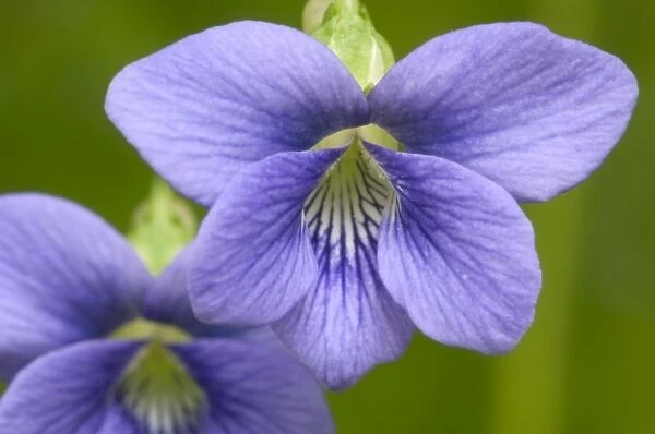 Common Blue Violet (Viola papilionaceae) Violet Family (Violaceae), Great Smoky Mountains