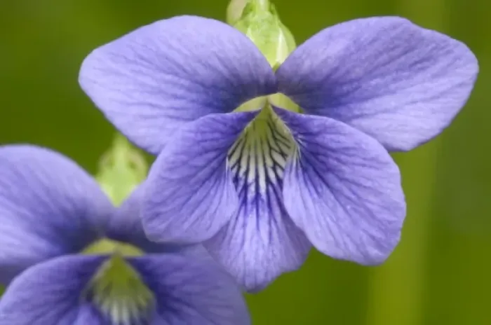 Framed Print : Common Blue Violet (Viola papilionaceae) Violet Family (Violaceae), Great Smoky Mountains Framed Print : Common Blue Violet (Viola papilionaceae) Violet Family (Violaceae), Great Smoky Mountains