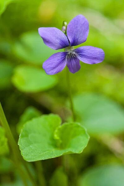 Common blue violets, Viola papilionacea, growing next to Gulf Brook in Pepperell, MA