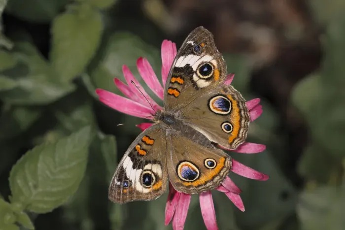 Framed Print : Common Buckeye butterfly, Junonia coenia, Creasey Mahan Nature Preserve, Kentucky Framed Print : Common Buckeye butterfly, Junonia coenia, Creasey Mahan Nature Preserve, Kentucky