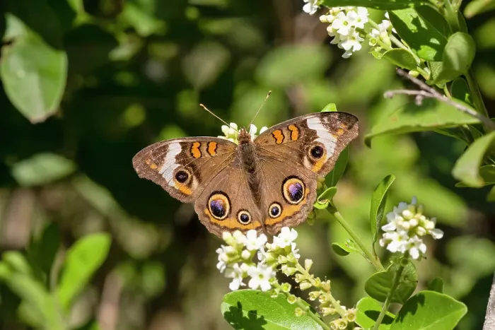 Framed Print : Common buckeye butterfly nectaring Framed Print : Common buckeye butterfly nectaring