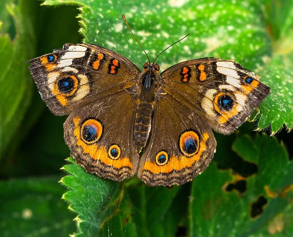 Common buckeye butterfly. Seattle, Washington State