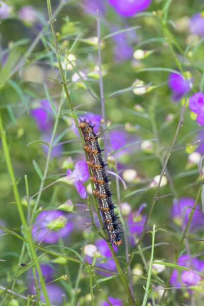 Common Buckeye caterpillar on Slender False Foxglove. Lawrence County, Illinois. (Editorial Use Only)