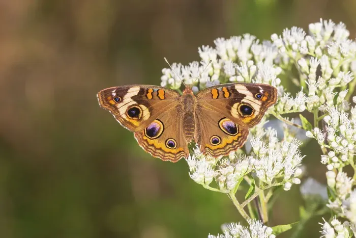Framed Print : Common Buckeye on Common Boneset, Marion County, Illinois. (Editorial Use Only)