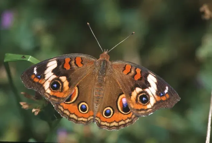 Framed Print : Common Buckeye (Junonia coenia) Marion Co. IL
