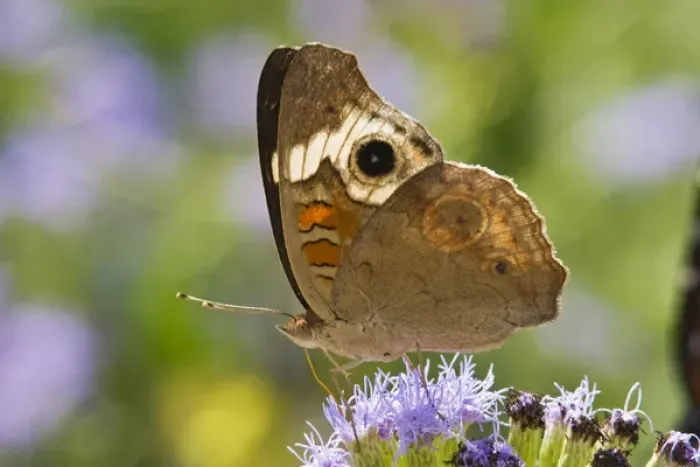 Framed Print : Common Buckeye (Junonia coenia) spring, nectoring on mist flower, south Texas, USa Framed Print : Common Buckeye (Junonia coenia) spring, nectoring on mist flower, south Texas, USa