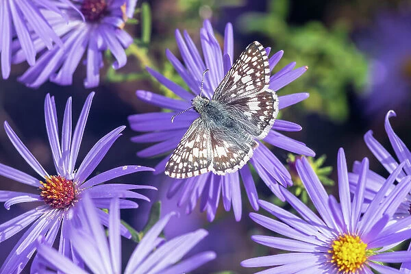 Common Checkered-Skipper on Frikart's Aster, Marion County, Illinois. (Editorial Use Only)