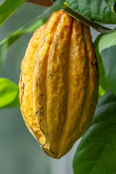 Common Cocoa
