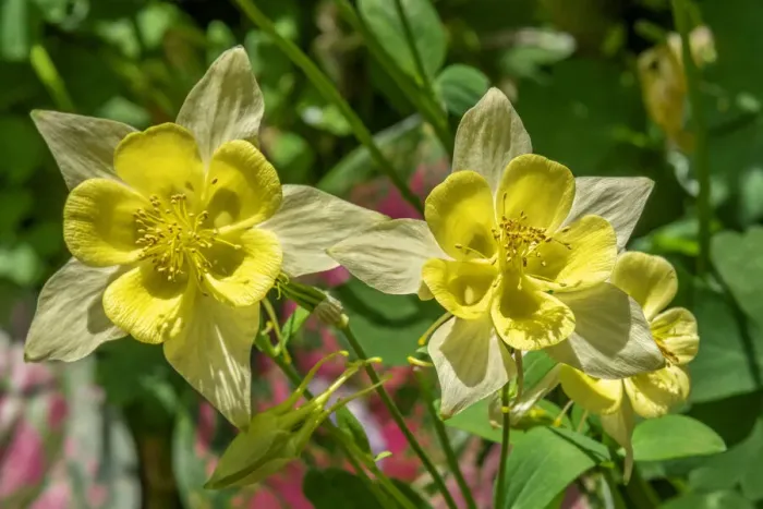 Framed Print : Common Columbine Framed Print : Common Columbine