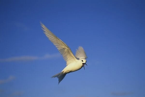 Common Fairy Tern, (Gygis alba), hovering overhead, Ascension Island, South Atlantic Ocean