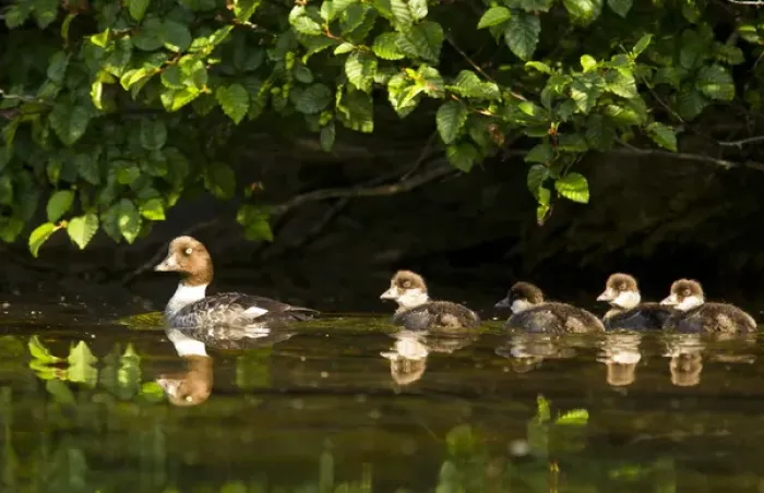 Framed Print : Common goldeneye with brood of four chicks on Big Therriault Laek in the Kootenai National Forest