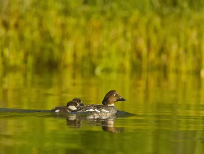 Framed Print : Common Goldeneye female with pair of chicks on Whitefish Lake, Montana, USA Framed Print : Common Goldeneye female with pair of chicks on Whitefish Lake, Montana, USA