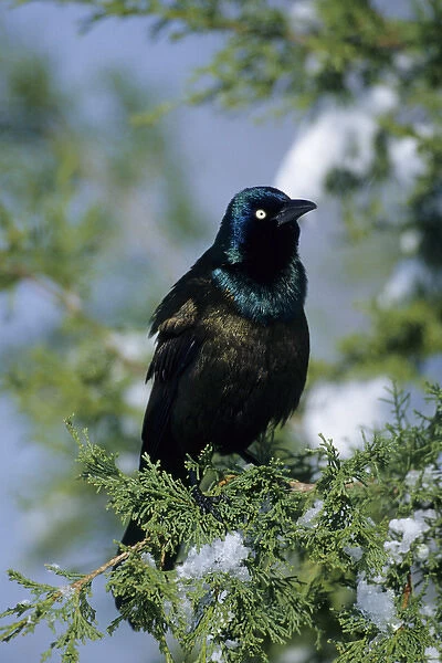 Common Grackle (Quiscalus quiscula) in Juniper Tree in winter, Marion Co. IL