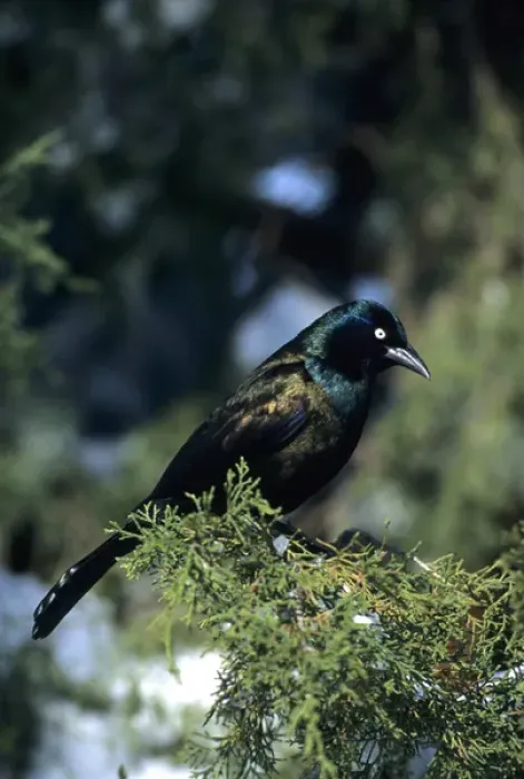 Framed Print : Common Grackle (Quiscalus quiscula) in Juniper Tree in winter, Marion Co. IL